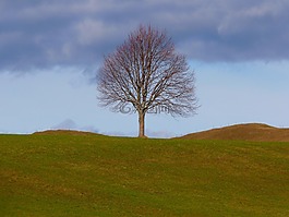 樹,個別,性質(zhì)
