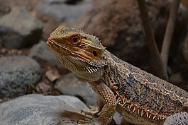 爬行動物,龍,動物的畫像