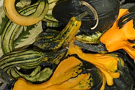 蔬菜,夏南瓜,秋季