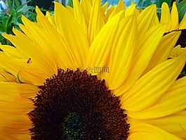 太陽(yáng)花,夏季,黃色