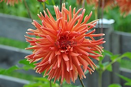 嬌琴紗,花園,性質