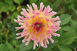 嬌琴紗,花,開花