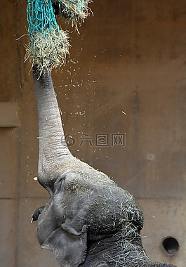 大象,樹(shù)干,動(dòng)物