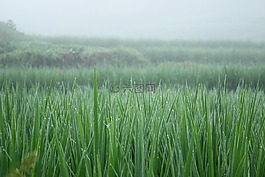 水稻,綠色,針狀