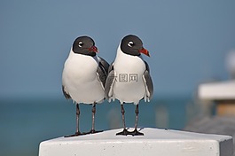鳥,佛羅里達(dá),海洋