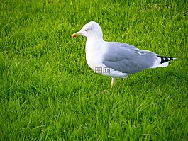 海鷗,鳥,花園
