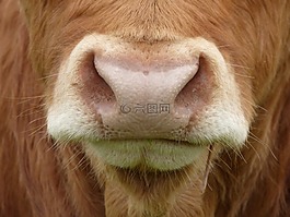 牛的鼻子,母牛,哺乳動物