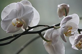 蘭花,蝴蝶蘭,開(kāi)花