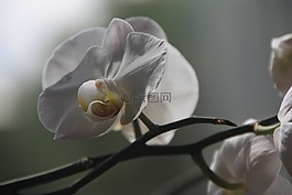 蘭花,蝴蝶蘭,開(kāi)花