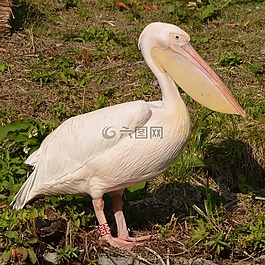 鵜鶘,動(dòng)物,鳥