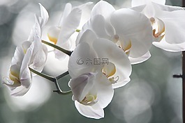 蘭花,花,開花