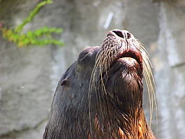 海獅,胡子,男性