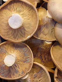 蘑菇,食品,廚師