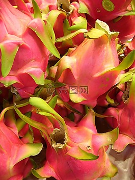 火龍果,水果,異國(guó)情調(diào)的仙人掌溫室