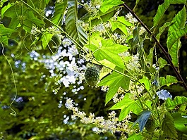 植物,葉,綠色