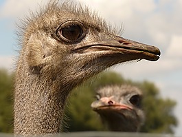 花束,鴕鳥,動物