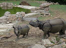 動(dòng)物園,犀牛,野生動(dòng)物