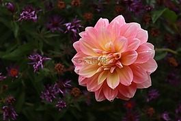 花,花瓣,開花