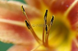 花,聞,春天
