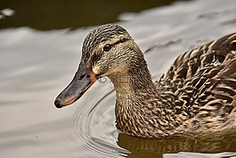 鳥類,湖,動物
