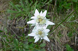 雪絨花,山花,瑞士