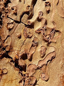 吠,樹(shù),木