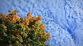 秋,葉子,天空