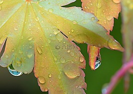 滴,雨滴,一滴水