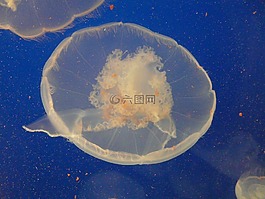 水母,海,海洋動物