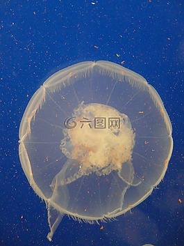 水母,海,海洋動(dòng)物