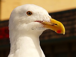 海鸥,鸟,条例草案