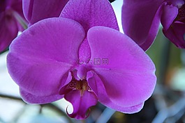 開花,紫,蘭花
