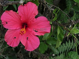 花,自然,戶外