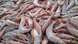 虾,食品,海