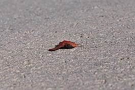 葉子,瀝青,路