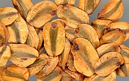 紅杉,種子,性質(zhì)