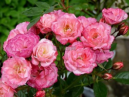蜀葵,粉紅色的玫瑰,鮮花