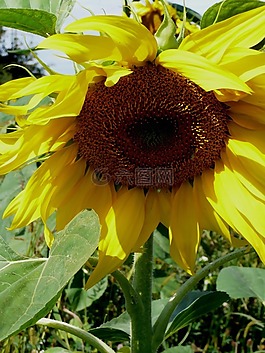 太陽(yáng)花,夏季,開花