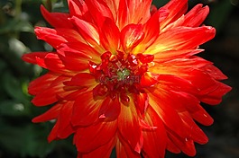 大麗花,紅色的花,花的