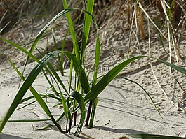 海灘,沙,草