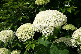 繡球,植物,開花