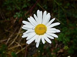 黛西,白色,花卉