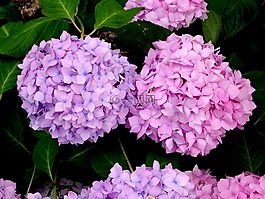 開花,兩個,八仙花