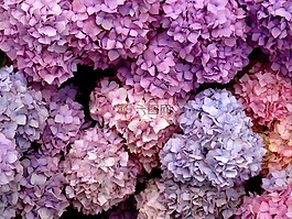 花的海洋,開花,八仙花