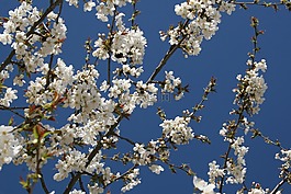 櫻桃,開花,天空
