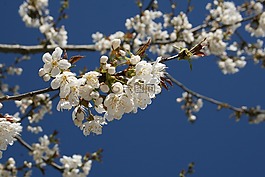 櫻桃,開花,天空