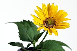 花,黃色,花園