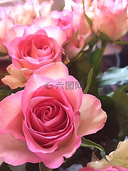 玫瑰,粉紅色,佛羅里達(dá)州