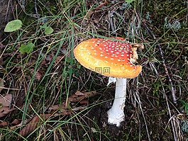 蘑菇,飛木耳,迷幻劑