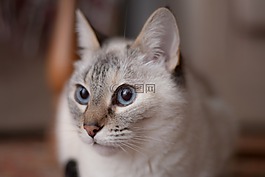 貓,動物,家貓